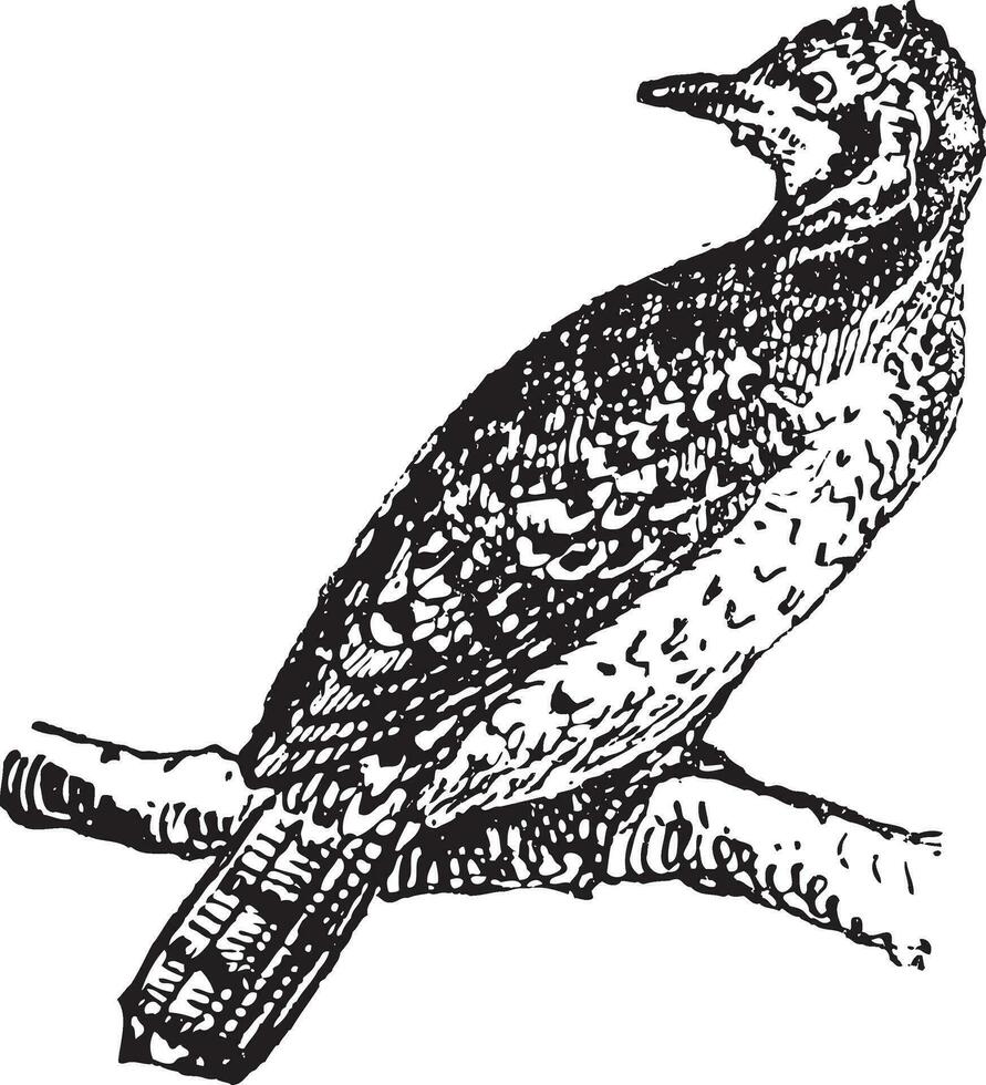 wryneck, ancien gravure. vecteur