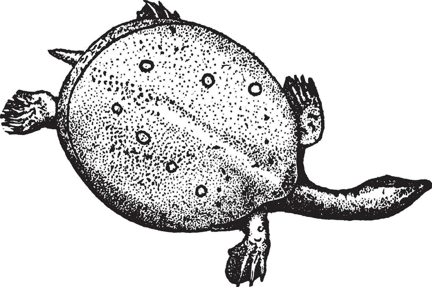cuir retour tortue, ancien illustration. vecteur