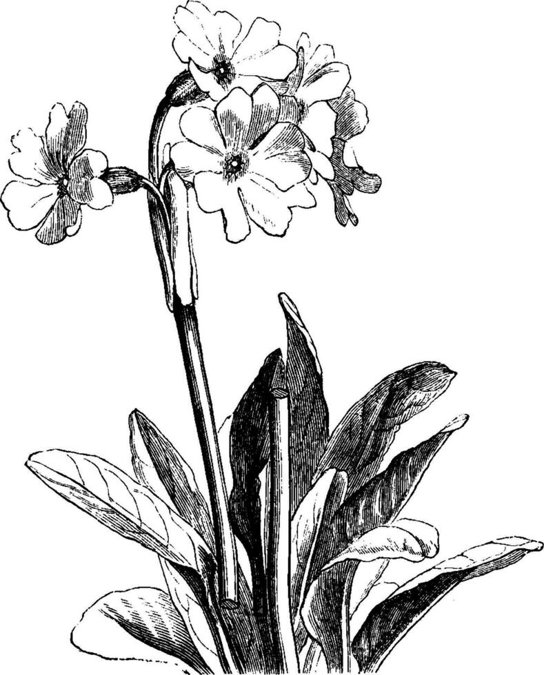 primula ancien illustration. vecteur