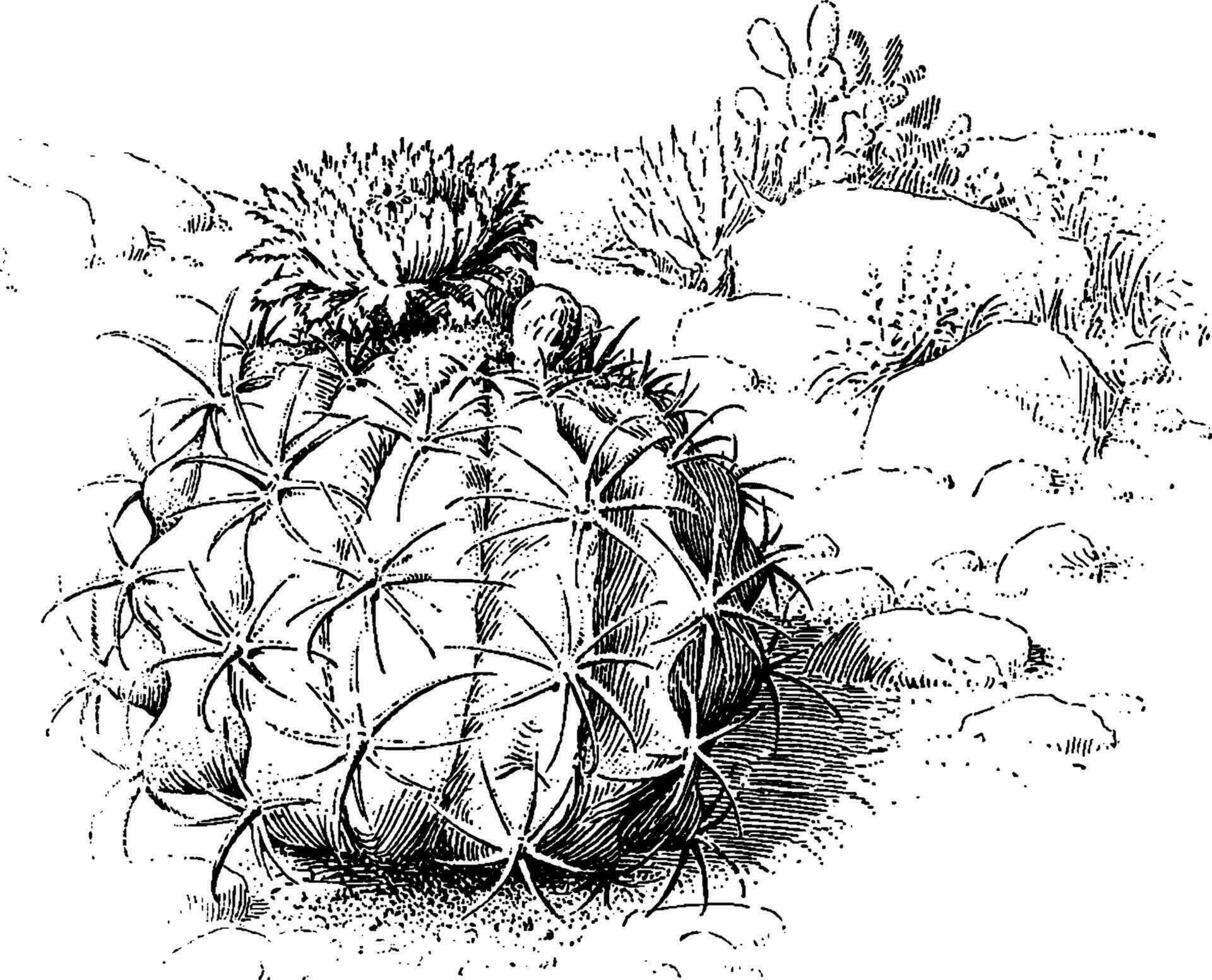 melon cactus ancien illustration. vecteur