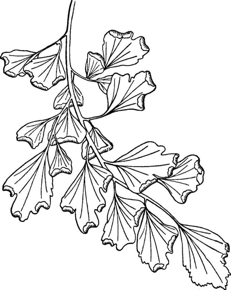 penne de adiantum capillus-veneris ancien illustration. vecteur