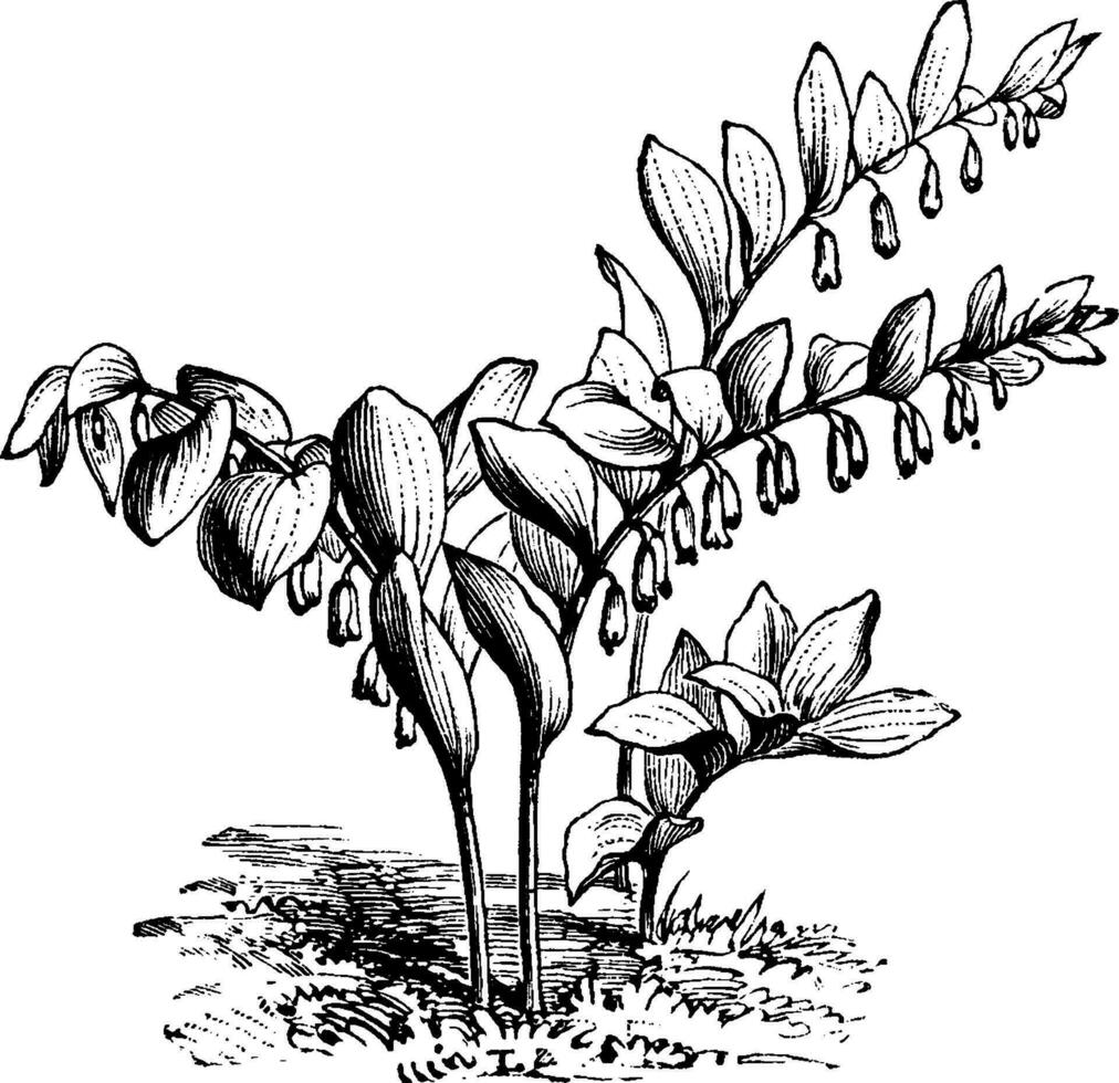 polygonum japonicum ancien illustration. vecteur