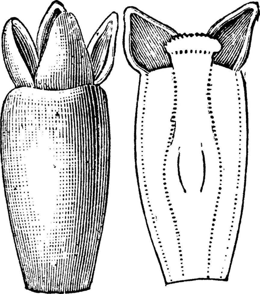 un pistil fleur de du gui ancien illustration. vecteur