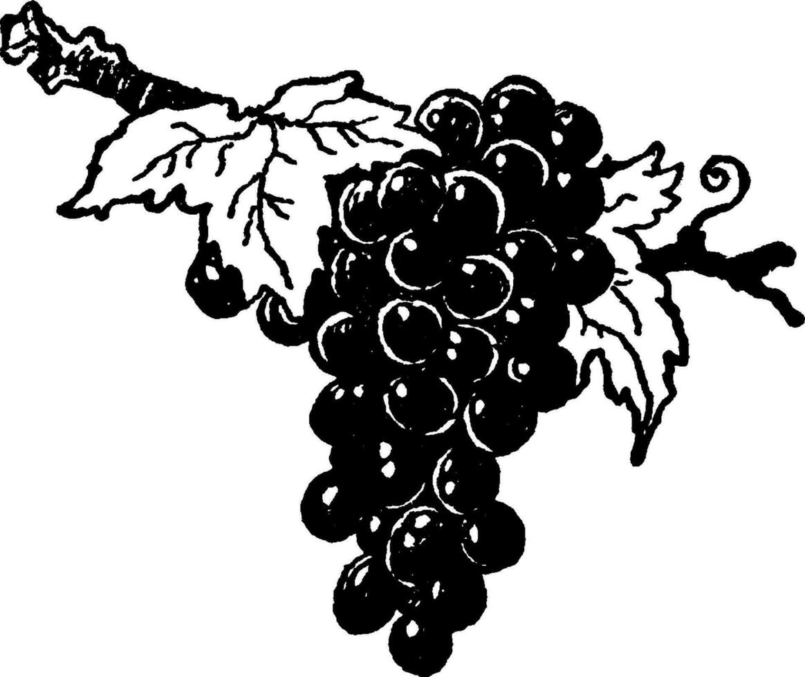 rouge les raisins ancien illustration. vecteur