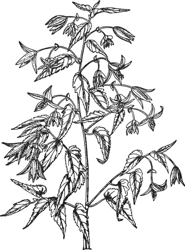 bégonia boliviensis ancien illustration. vecteur