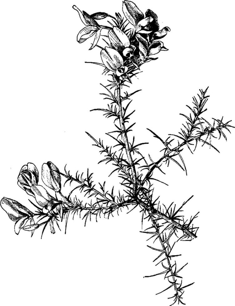 ulex europaeus ancien illustration. vecteur