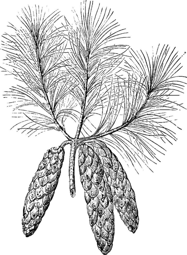 branche de pinus excelsa ancien illustration. vecteur