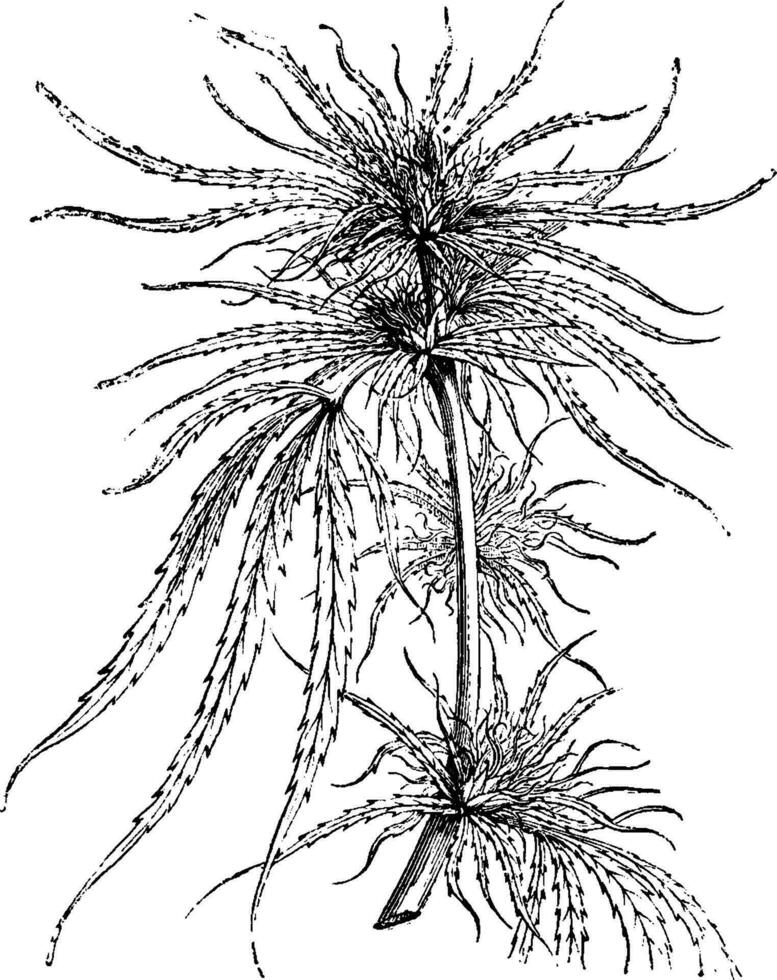 tête de cannabis sativa ancien illustration. vecteur