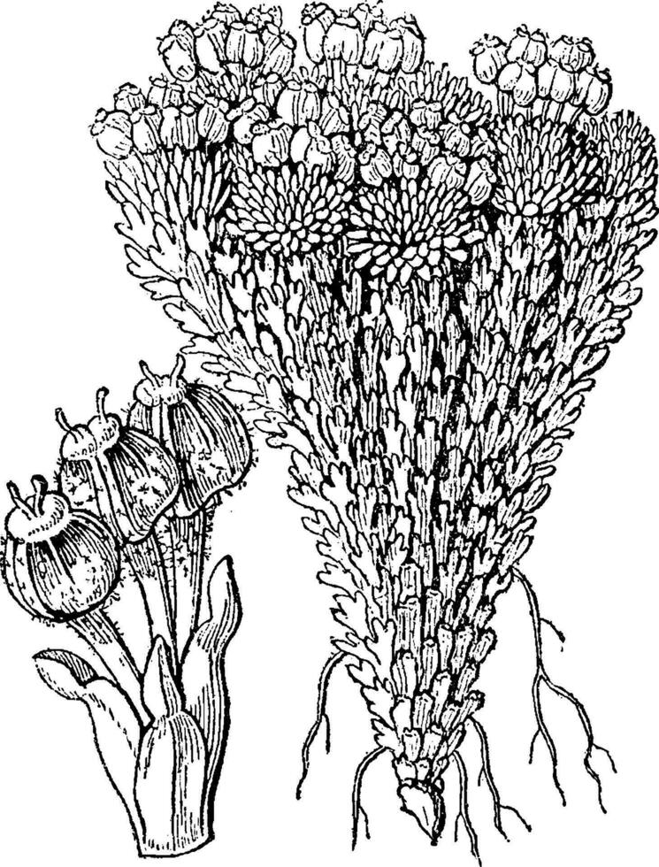 famille, bolax, glebaria, botanique, fleur, les plantes ancien illustration. vecteur