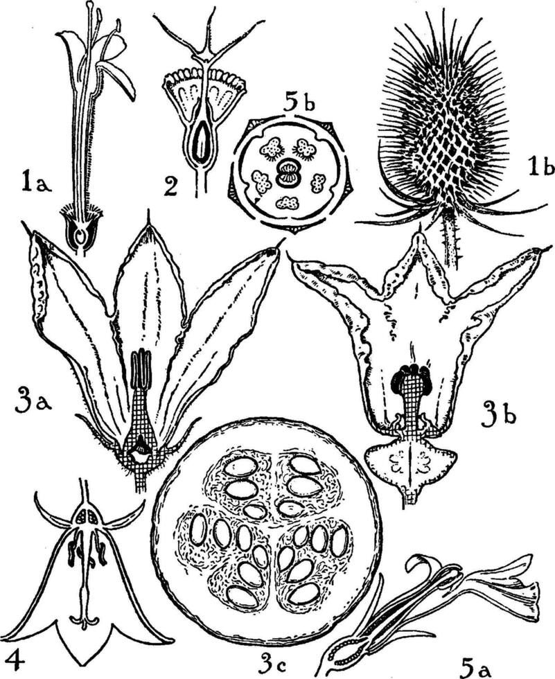 ordres de Dispsacacées, les cucurbitacées, et campanulacées ancien illustration. vecteur