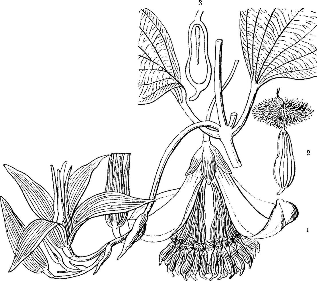 roxburghia ancien illustration. vecteur