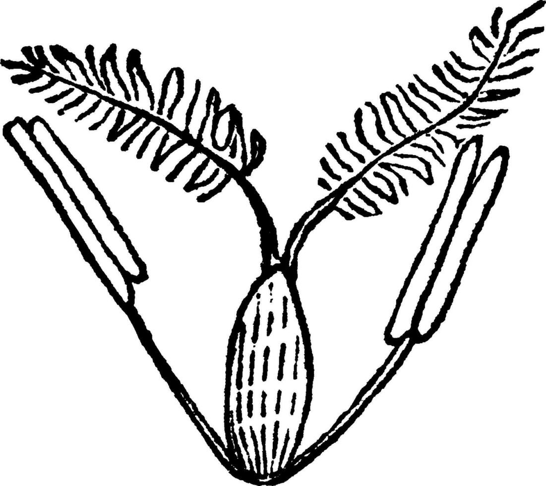 illustration vintage d'herbe coupée de virginie. vecteur