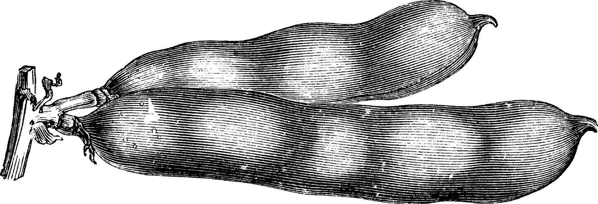 dosettes de vaste haricot ancien illustration. vecteur