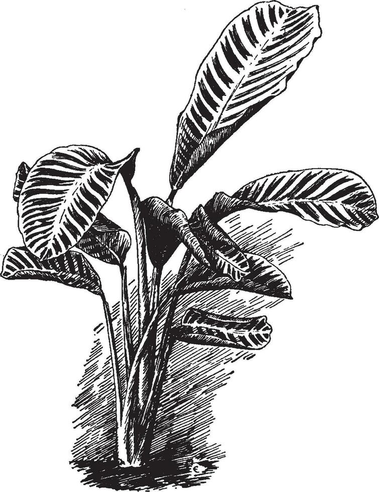 calathea zébrine ancien illustration. vecteur