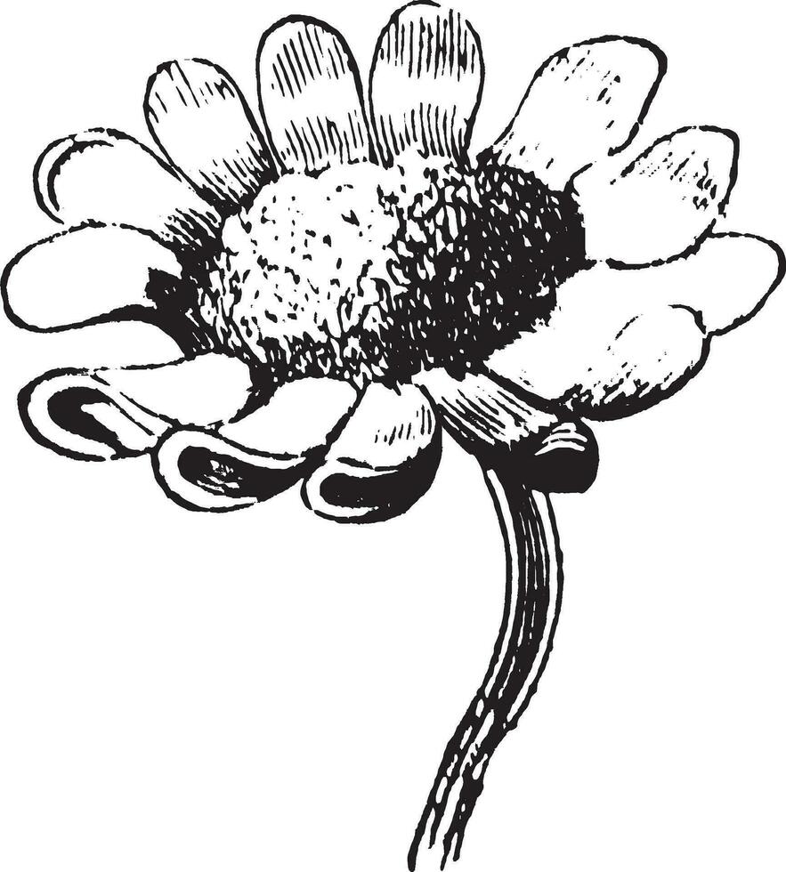 illustration vintage de marguerite. vecteur