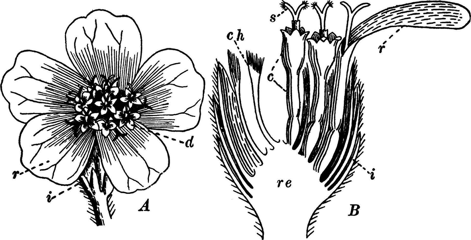 achillée ancien illustration. vecteur