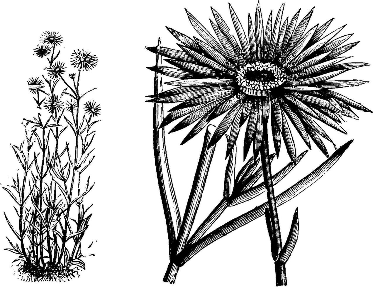 mésembryanthème coccineum ancien illustration. vecteur