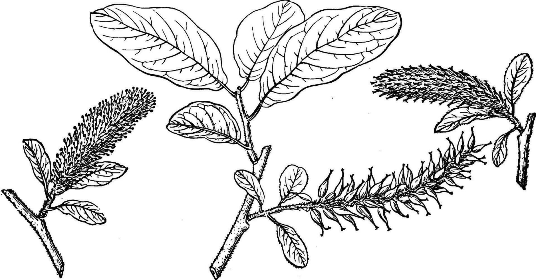 branche de salix amplifolia ancien illustration. vecteur