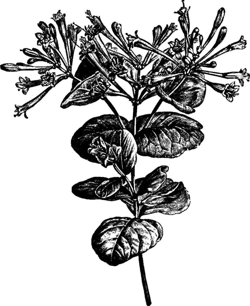 floraison rameau de lonicera sempervirens ancien illustration. vecteur