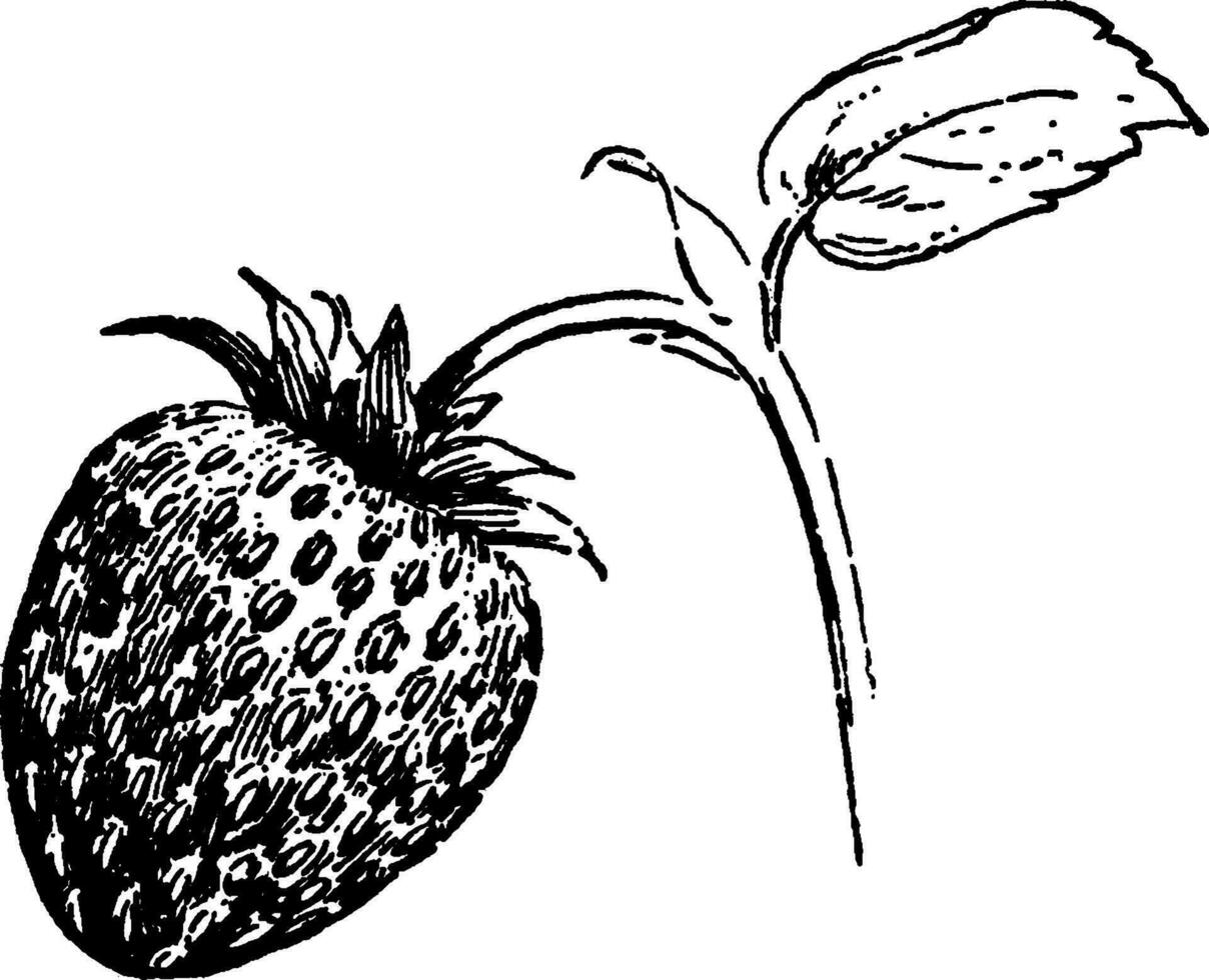 illustration vintage de fraise. vecteur