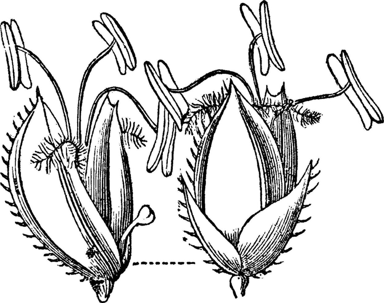 Bermudes herbe ancien illustration. vecteur