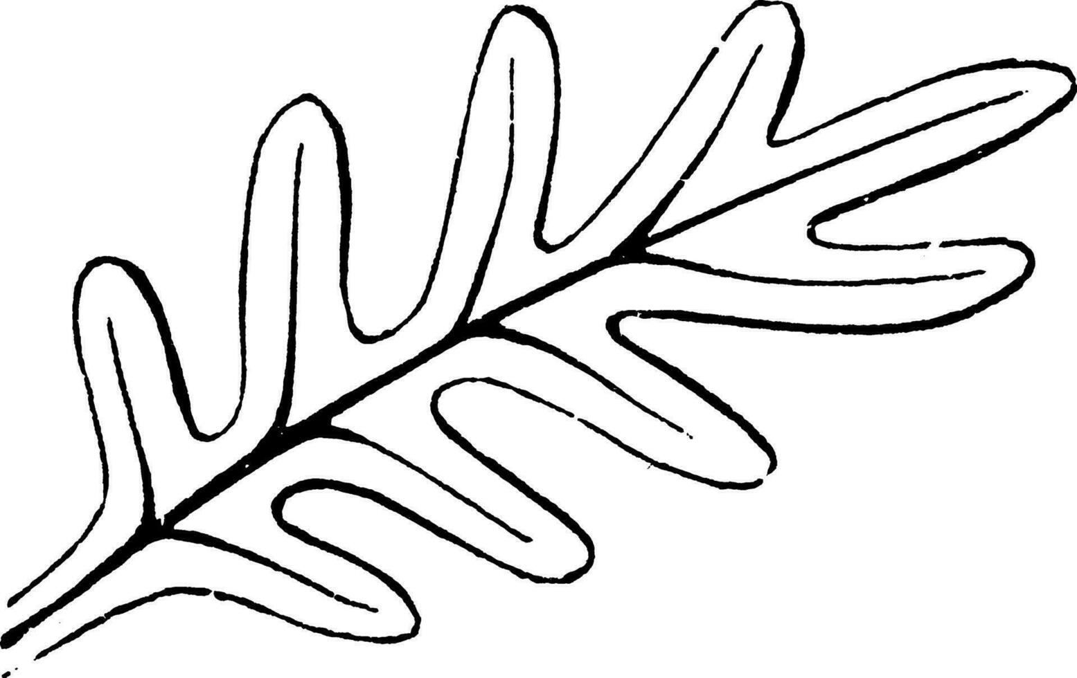 illustration vintage de feuille pinnatifide. vecteur