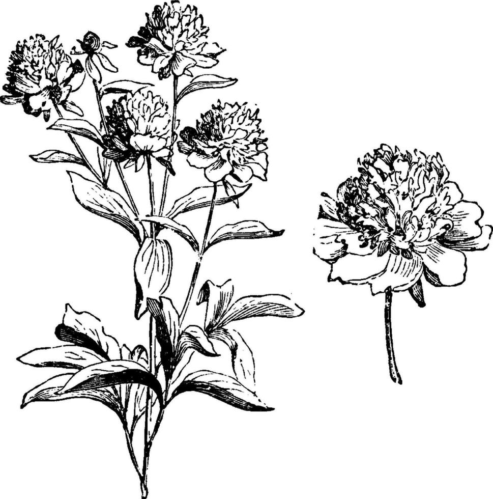 paeonia albiflore flore-pleno blanc ancien illustration. vecteur