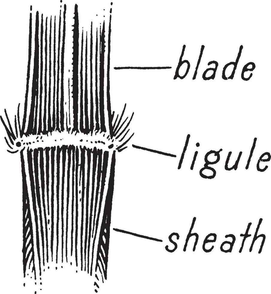 graminées ancien illustration. vecteur