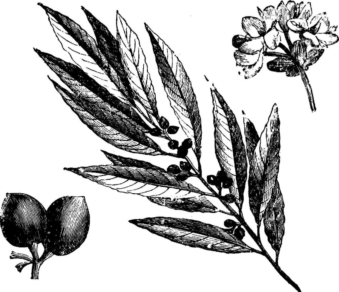 baies, fleur, la fructification, brindille, laure, noble, plante ancien illustration. vecteur