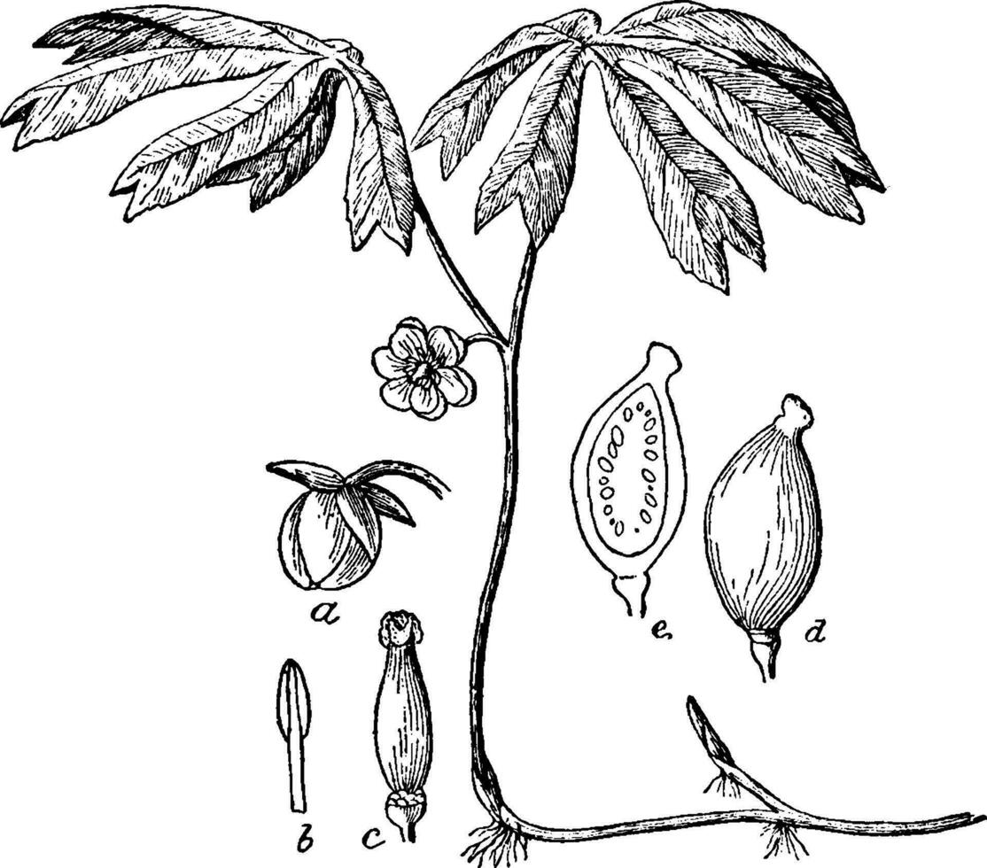 illustration vintage mayapple. vecteur