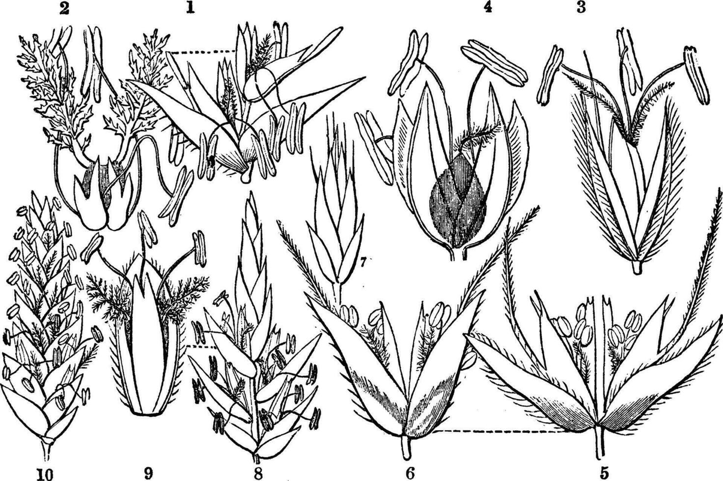 herbe criquet ancien illustration. vecteur