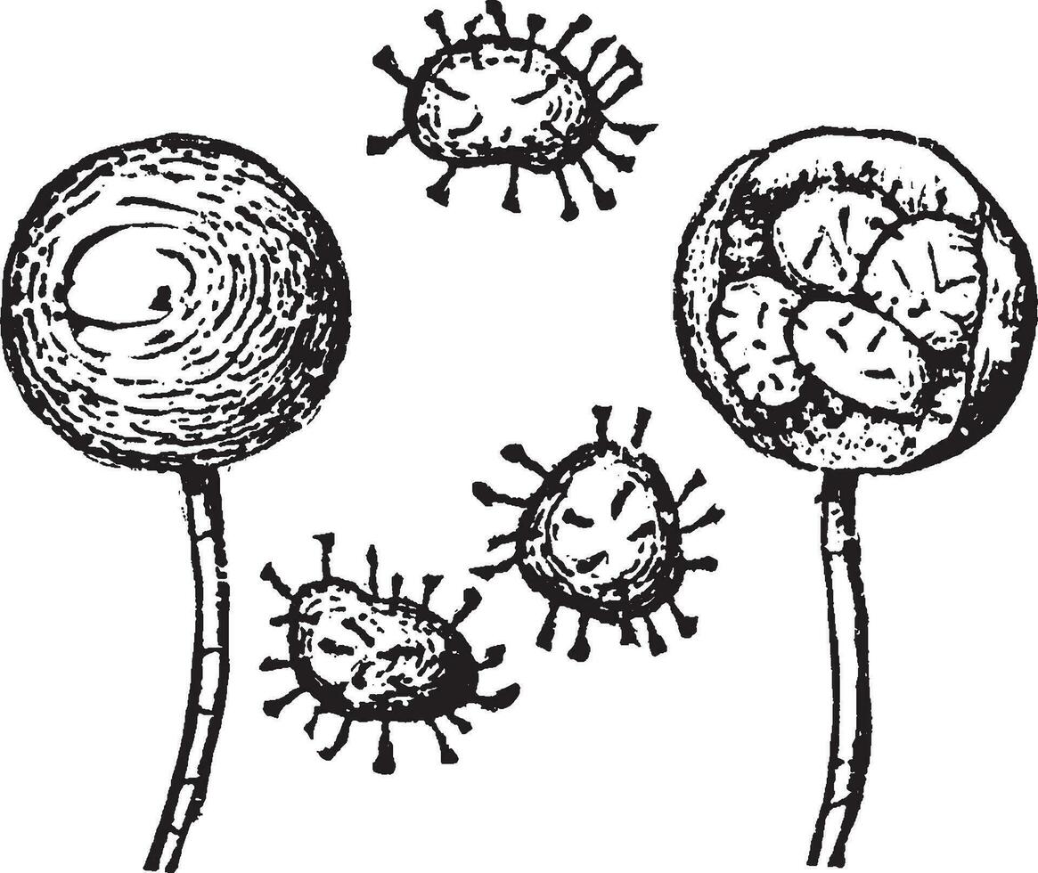 illustration vintage d'azolla caroliniana. vecteur