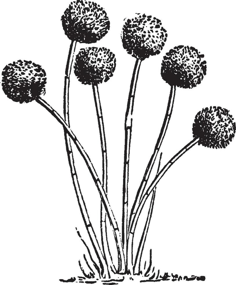 illustration vintage d'aspergillus glaucus. vecteur