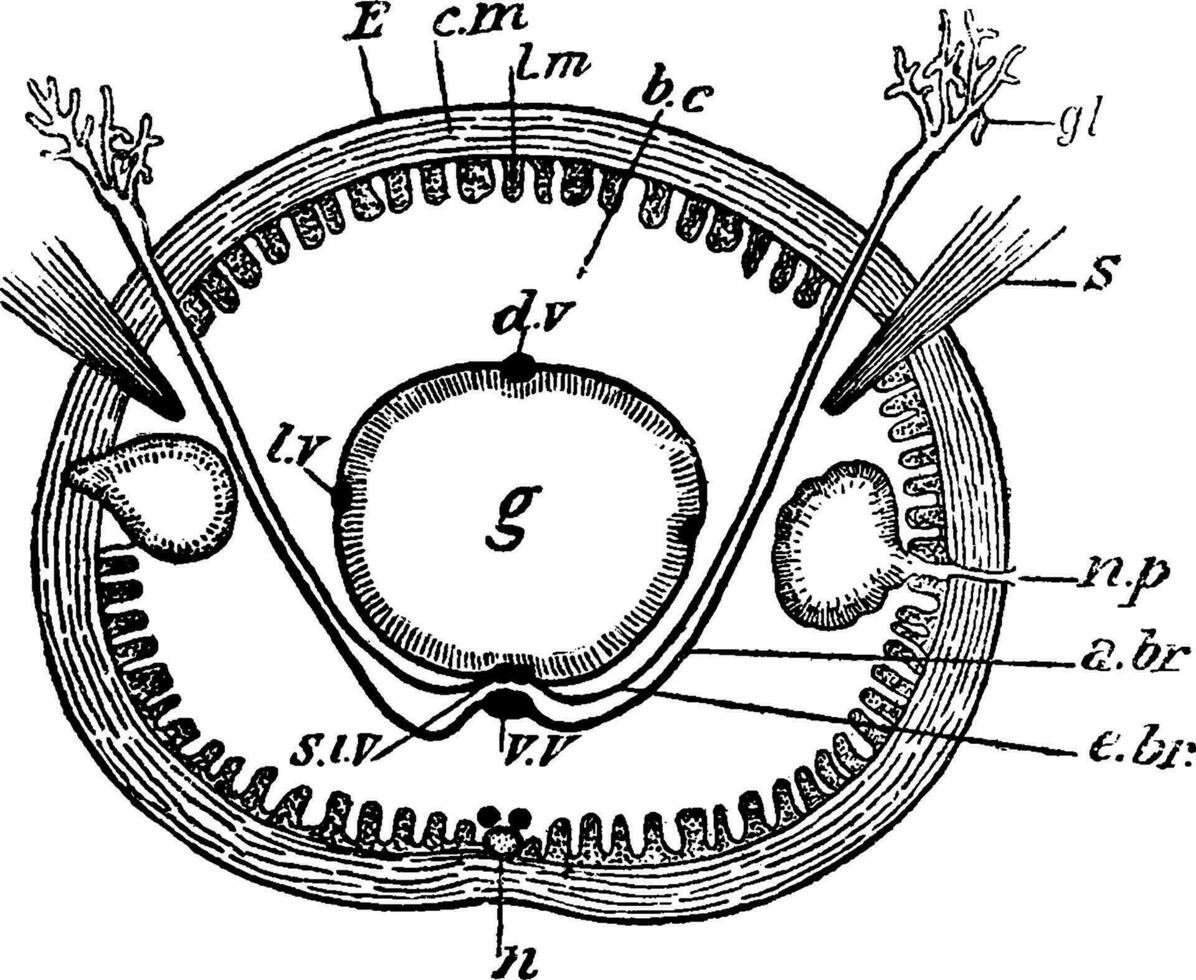 arénicola, ancien illustration. vecteur