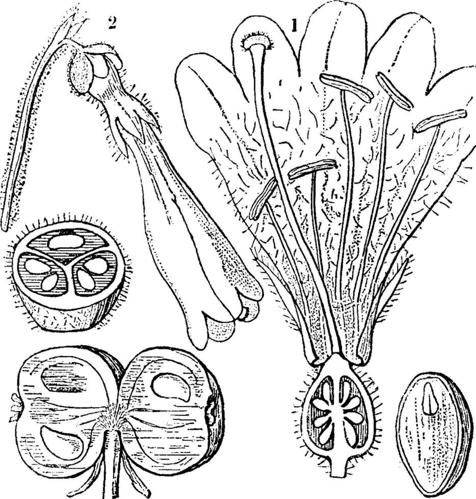 fleur jumelle ancien illustration. vecteur