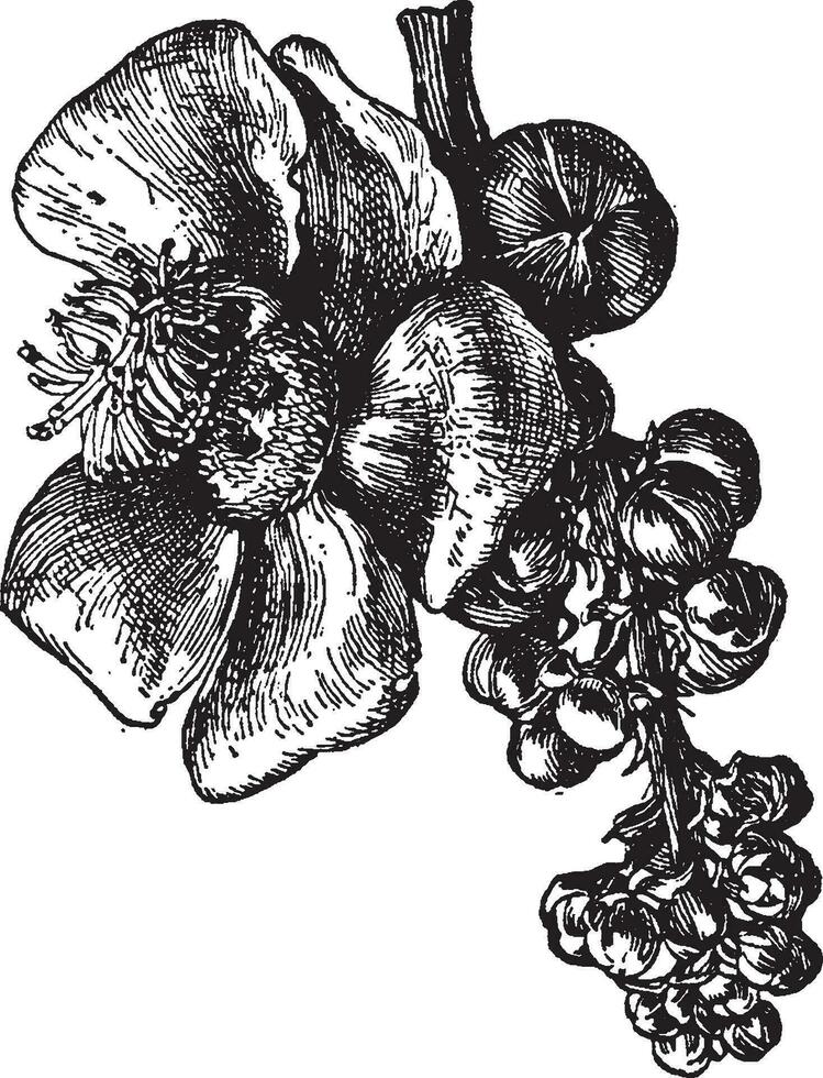 fleur de canon Balle arbre ancien illustration. vecteur