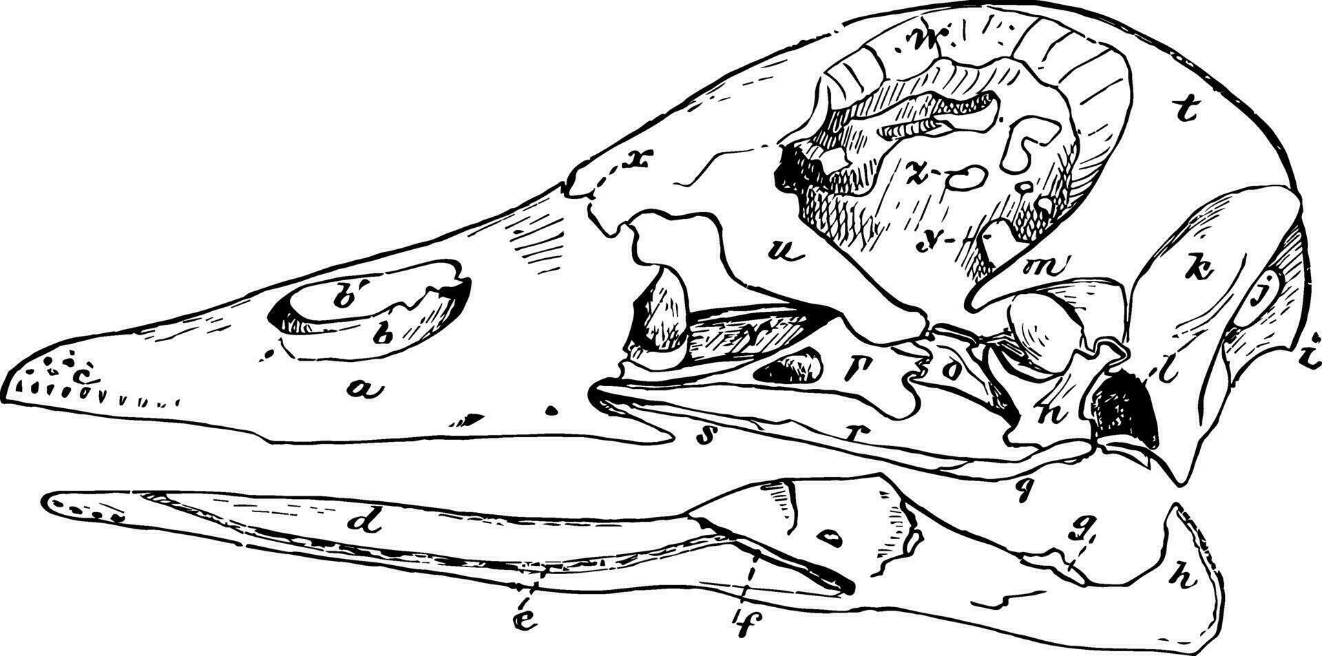 canard crâne ancien illustration. vecteur