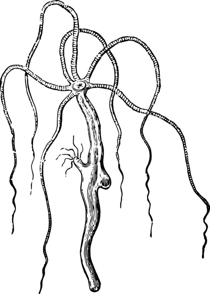 hydre vulgaris ancien illustration. vecteur