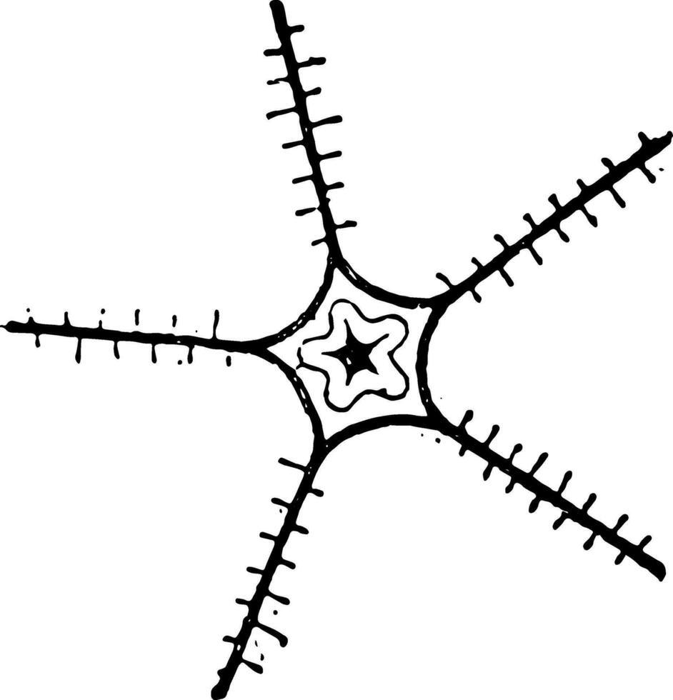 nerveux système de le étoile de mer ancien illustration. vecteur