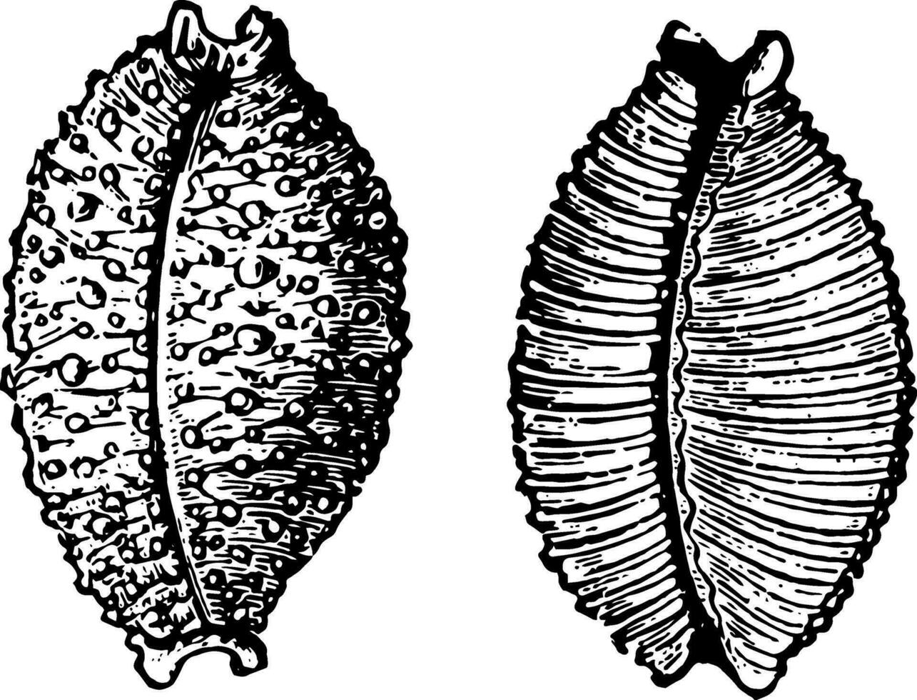 cyprès noyau ancien illustration. vecteur