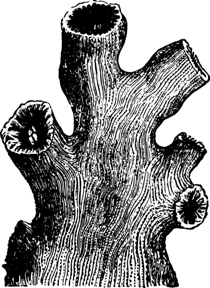 dendrophyllie ramea avec agrandie ancien illustration. vecteur