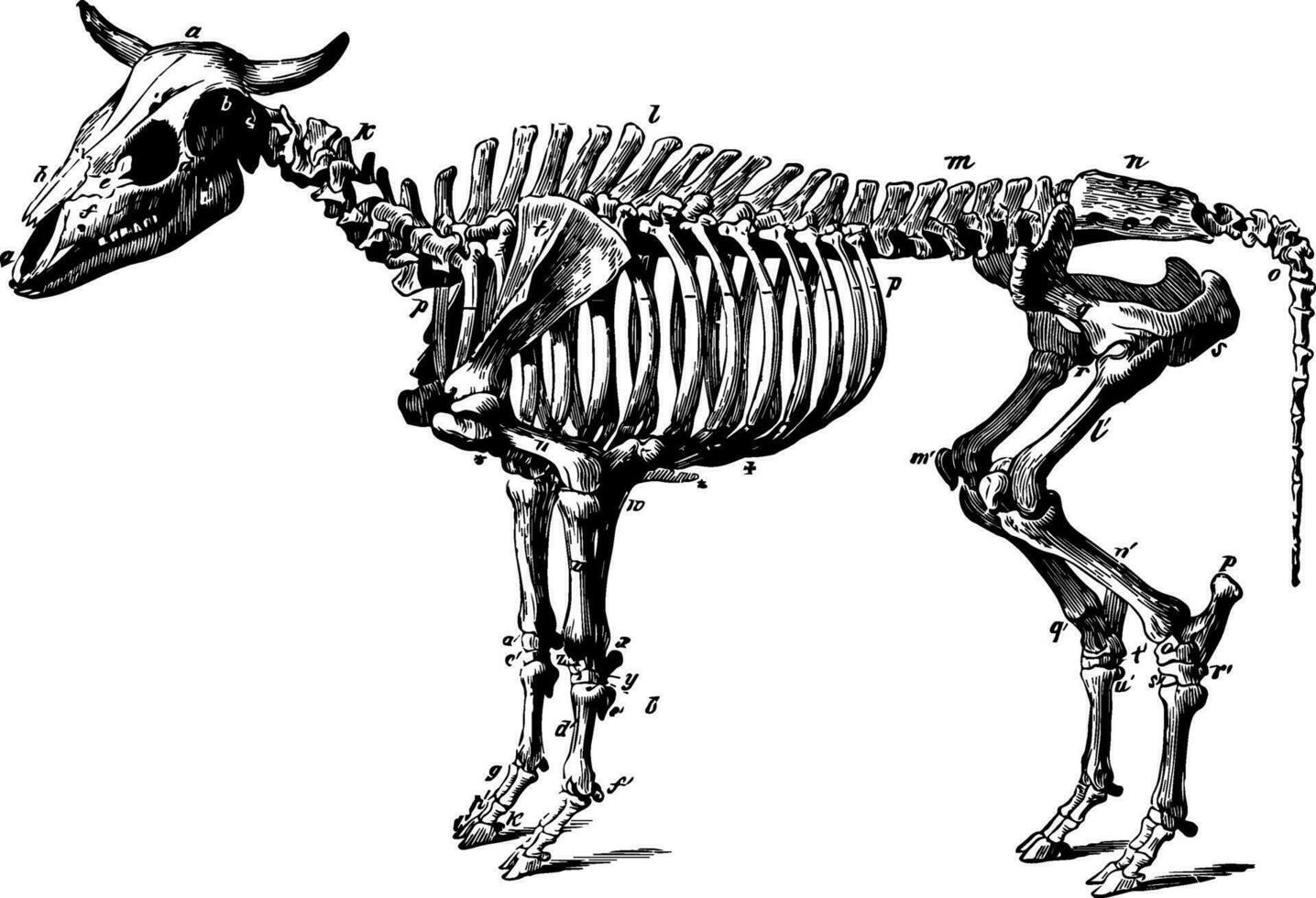 bœuf squelette ancien illustration. vecteur