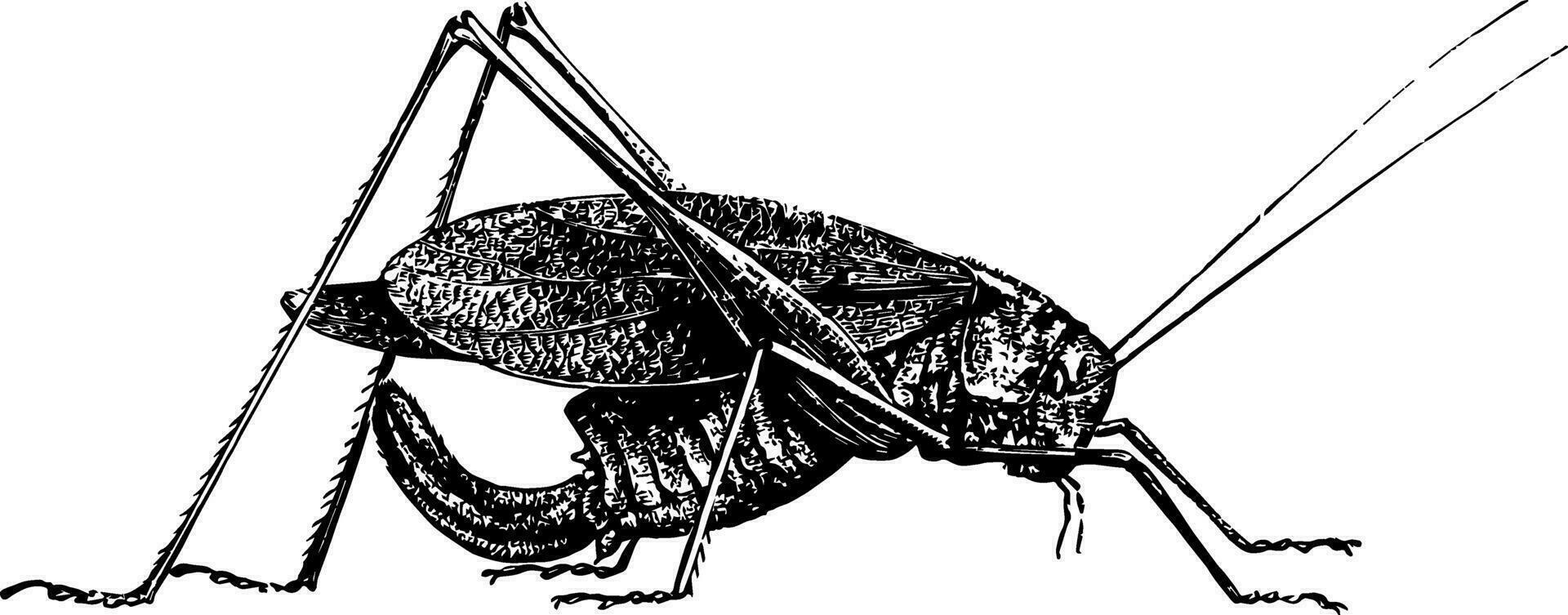 oblong feuille ailé sauterelle ancien illustration. vecteur