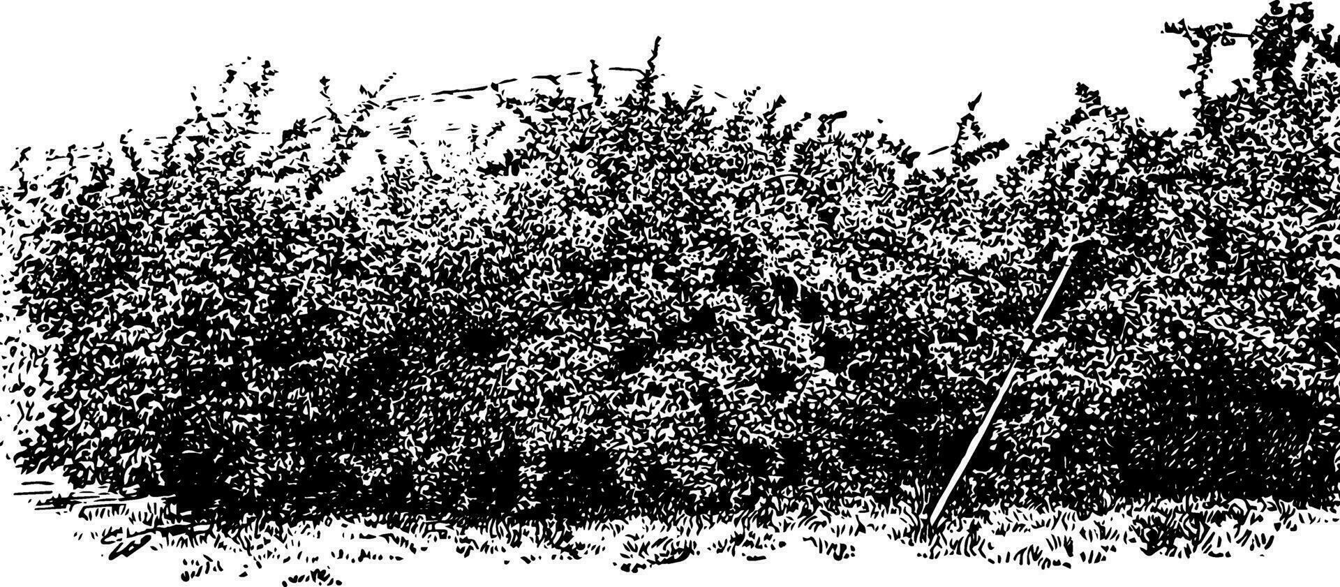 Pomme verger dans capuche rivière vallée, ancien illustration. vecteur