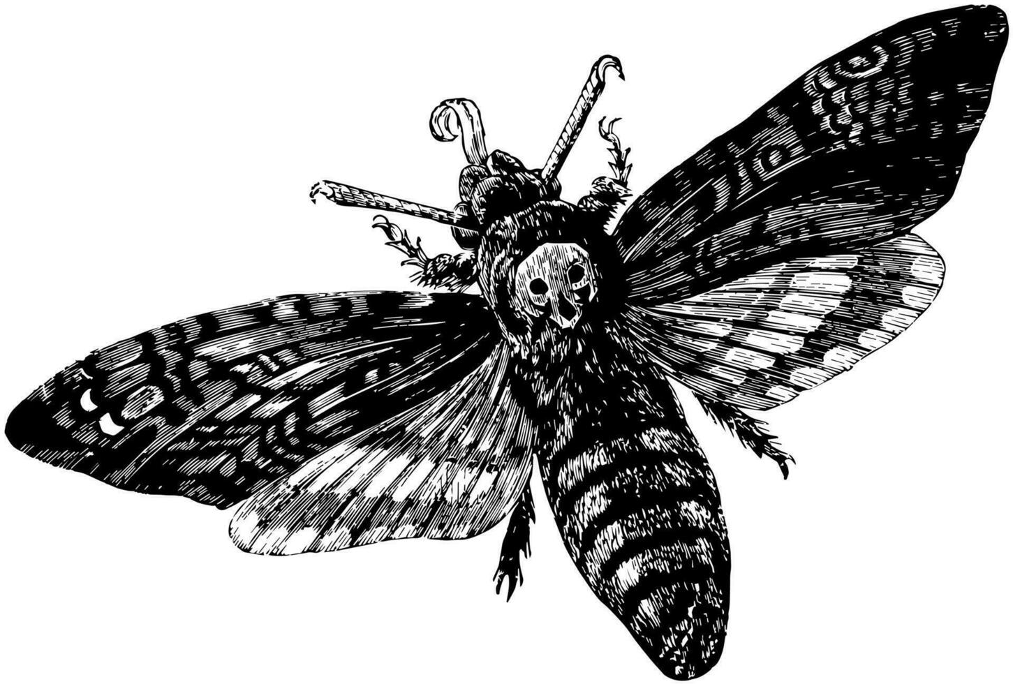 décès tête papillon, ancien illustration. vecteur