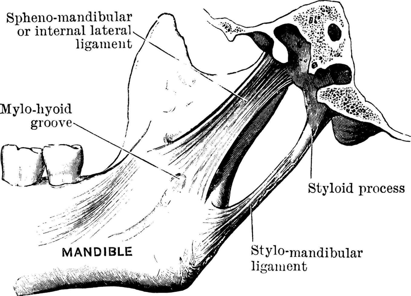 ligament de le temporaire maxillaire articulation, ancien illustration. vecteur