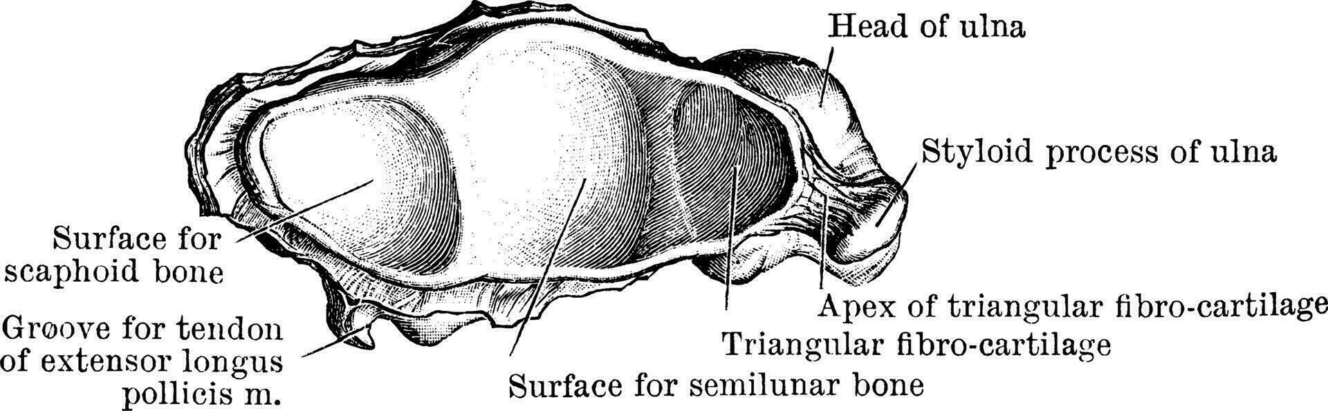 carpien articulaire surface de le rayon, ancien illustration. vecteur