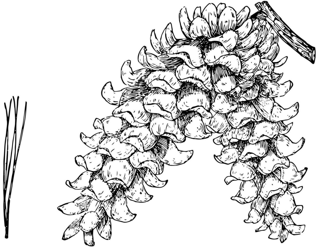 pin cône de une chihuahua blanc pin ancien illustration. vecteur