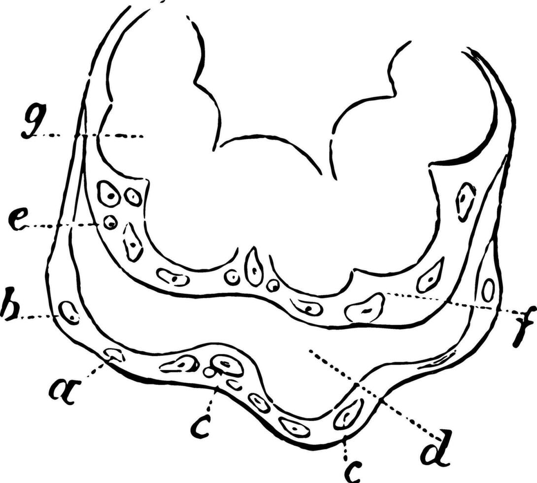 placentaire villosités, ancien illustration. vecteur