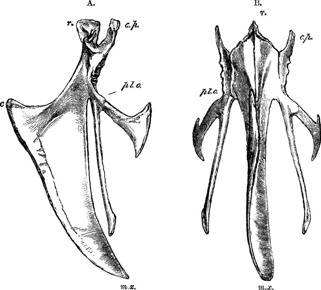 sternum de une oiseau, ancien illustration. vecteur